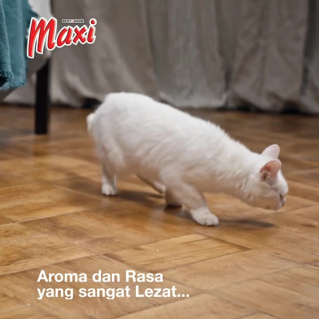 Selama lebih dari 10 tahun Maxi Cat Food di percaya oleh pemilik kucing di seluruh Indonesia

Maxi Cat Food Produk dari Best In Show dengan KUALITAS PREMIUM, HARGA EKONOMIS dan RASA YANG LEZAT

Diformulasikan untuk semua tahap kehidupan kucing. Sangat cocok untuk kucing dewasa dan anak kucing. Bahan-bahannya terbuat dari daging pilihan yang memiliki nutrisi seimbang

Maxi Cat Food mengandung:
✓ Omega 3 dan 6
✓ Tinggi protein
✓ Taurin dan asam amino yang bermanfaat untuk memelihara kesehatan mata dan fungsi hati
✓ L-Lysine yang bermanfaat untuk menjaga kekebalan tubuh dan nafsu makan pada kucing
✓ Yucca Shidigera Extract yang bermanfaat untuk mengurangi bau kotoran kucing

Percayakan selalu kehidupan kucingmu pada produk Best In Show

Temukan perbedaan yang dapat dilihat dan dirasakan oleh kucing kesayangan Anda!!!

Untuk informasi lebih lengkap kunjungi:
Website: bestinshow.co.id
Instagram: @supercatfood_ & @bestinshowpetfood_

_
